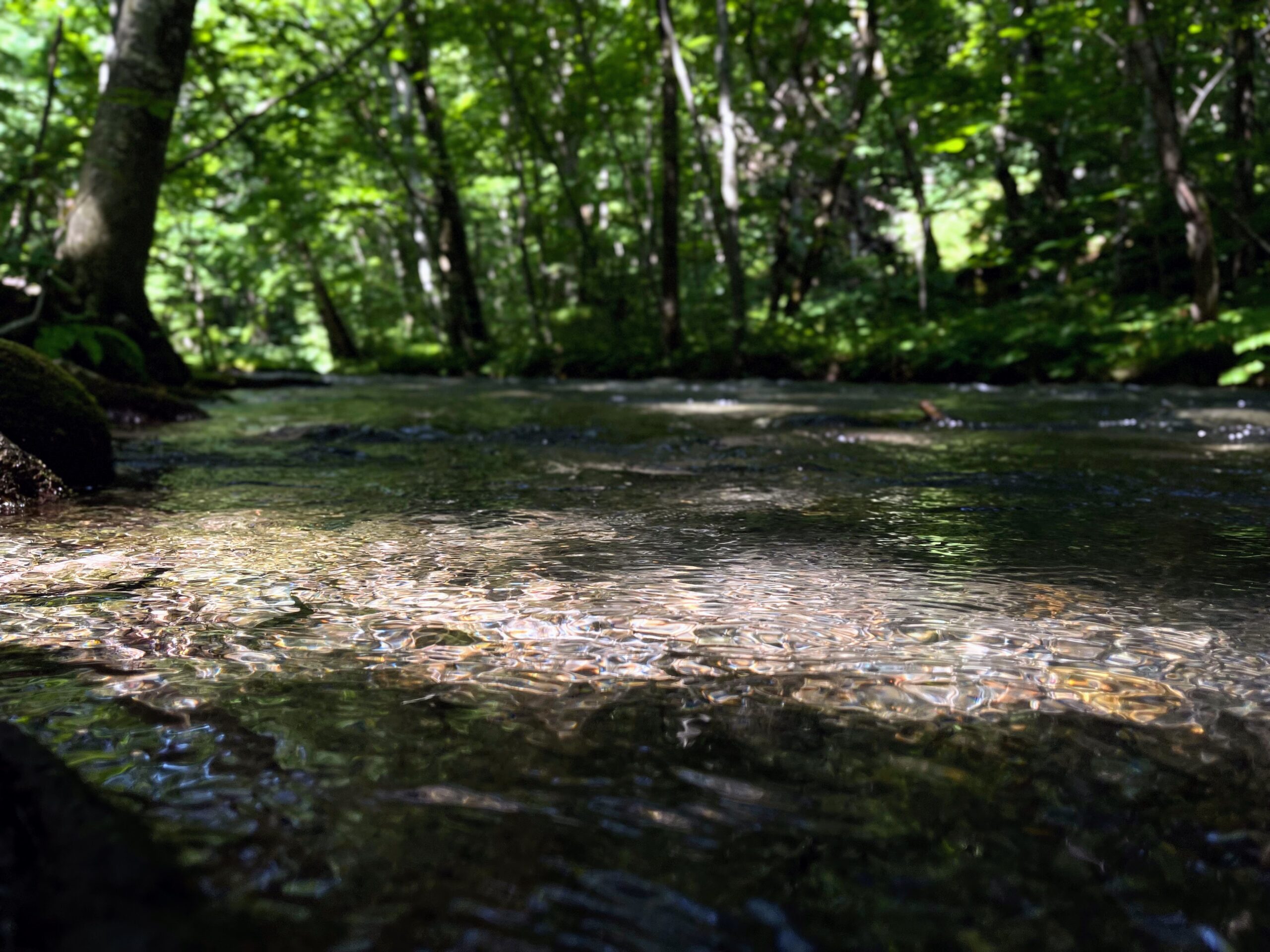 Oirase Stream, Aomori — crystal clear water over mossy stones
