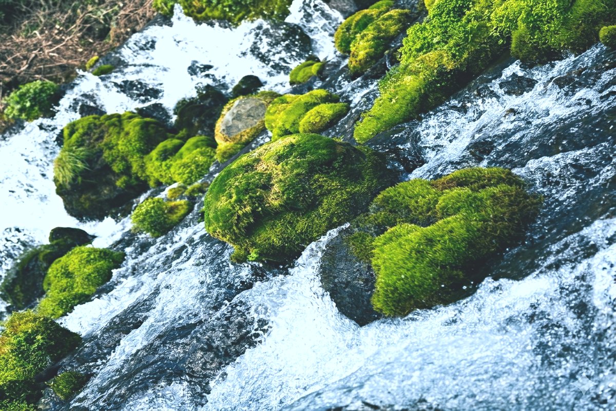 Fukidashi Park spring water and moss, Kyogoku Hokkaido