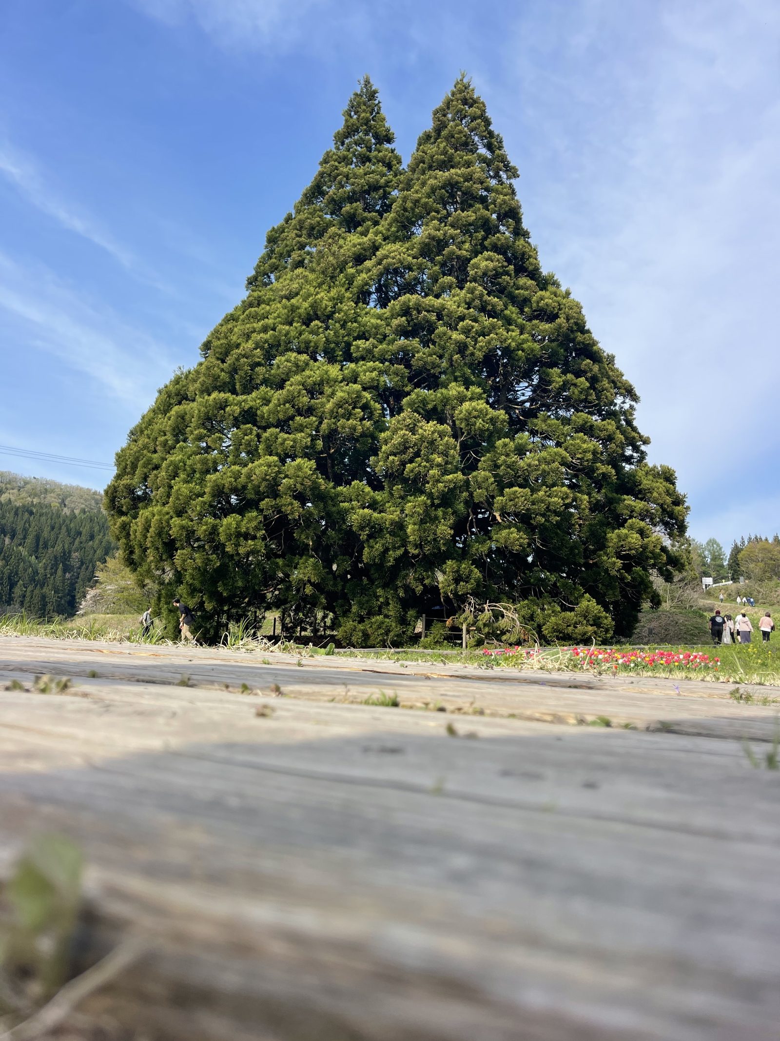 Sakegawa Village: The Totoro Tree Is Just the Beginning — Yamagata